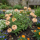 Set of 3 or 6 Verbena Magelana Peach Trailing Plants, Summer Bedding Flowers, Hanging Basket & Garden Ready, 10.5cm Root Ball - Frankton's