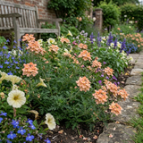 Set of 3 or 6 Verbena Magelana Peach Trailing Plants, Summer Bedding Flowers, Hanging Basket & Garden Ready, 10.5cm Root Ball - Frankton's