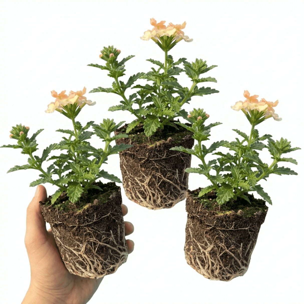 Set of 3 or 6 Verbena Magelana Peach Trailing Plants, Summer Bedding Flowers, Hanging Basket & Garden Ready, 10.5cm Root Ball - Frankton's
