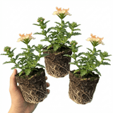 Set of 3 or 6 Verbena Magelana Peach Trailing Plants, Summer Bedding Flowers, Hanging Basket & Garden Ready, 10.5cm Root Ball - Frankton's
