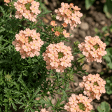 Set of 3 or 6 Verbena Magelana Peach Trailing Plants, Summer Bedding Flowers, Hanging Basket & Garden Ready, 10.5cm Root Ball - Frankton's