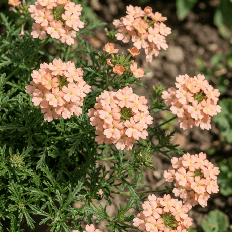 Set of 3 or 6 Verbena Magelana Peach Trailing Plants, Summer Bedding Flowers, Hanging Basket & Garden Ready, 10.5cm Root Ball - Frankton's