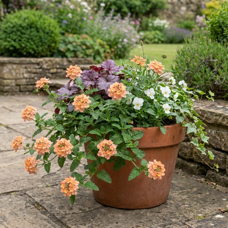 Set of 3 or 6 Verbena Magelana Peach Trailing Plants, Summer Bedding Flowers, Hanging Basket & Garden Ready, 10.5cm Root Ball - Frankton's