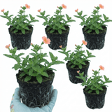 Set of 3 or 6 Verbena Magelana Peach Trailing Plants, Summer Bedding Flowers, Hanging Basket & Garden Ready, 10.5cm Root Ball - Frankton's