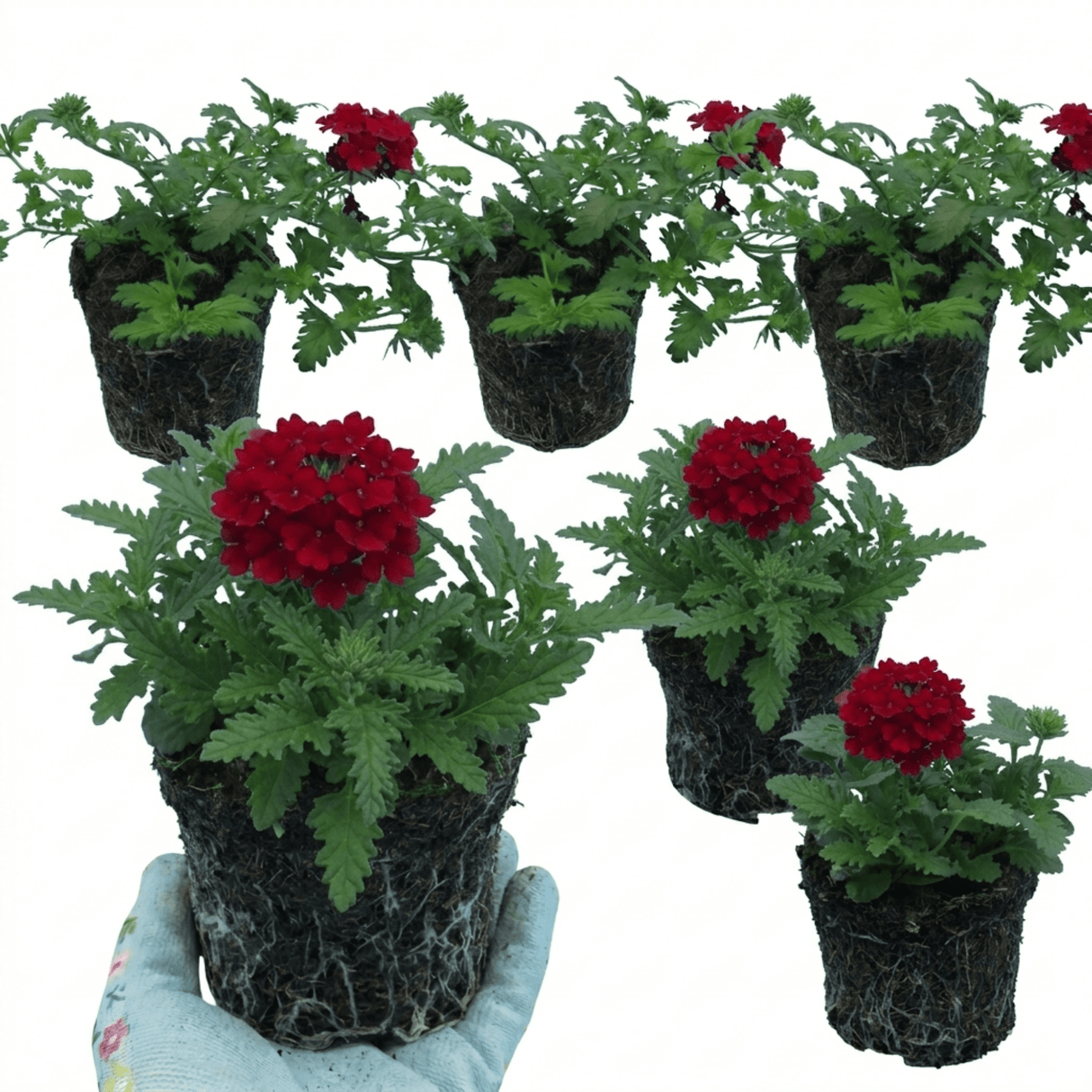 Set of 3 or 6 Verbena Trailing Deep Red Plants, Summer Flowering Bedding, Hanging Basket & Outdoor Garden Ready, 10.5cm Root Ball - Frankton's