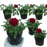 Set of 3 or 6 Verbena Trailing Deep Red Plants, Summer Flowering Bedding, Hanging Basket & Outdoor Garden Ready, 10.5cm Root Ball - Frankton's