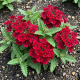 Set of 3 or 6 Verbena Trailing Deep Red Plants, Summer Flowering Bedding, Hanging Basket & Outdoor Garden Ready, 10.5cm Root Ball - Frankton's