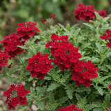 Set of 3 or 6 Verbena Trailing Deep Red Plants, Summer Flowering Bedding, Hanging Basket & Outdoor Garden Ready, 10.5cm Root Ball - Frankton's