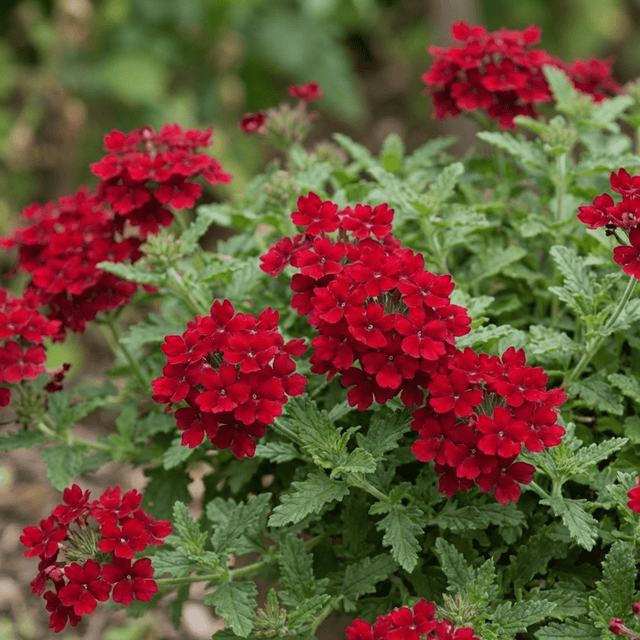 Set of 3 or 6 Verbena Trailing Deep Red Plants, Summer Flowering Bedding, Hanging Basket & Outdoor Garden Ready, 10.5cm Root Ball - Frankton's