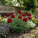 Set of 3 or 6 Verbena Trailing Deep Red Plants, Summer Flowering Bedding, Hanging Basket & Outdoor Garden Ready, 10.5cm Root Ball - Frankton's