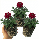 Set of 3 or 6 Verbena Trailing Deep Red Plants, Summer Flowering Bedding, Hanging Basket & Outdoor Garden Ready, 10.5cm Root Ball - Frankton's