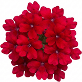 Set of 3 or 6 Verbena Trailing Deep Red Plants, Summer Flowering Bedding, Hanging Basket & Outdoor Garden Ready, 10.5cm Root Ball - Frankton's