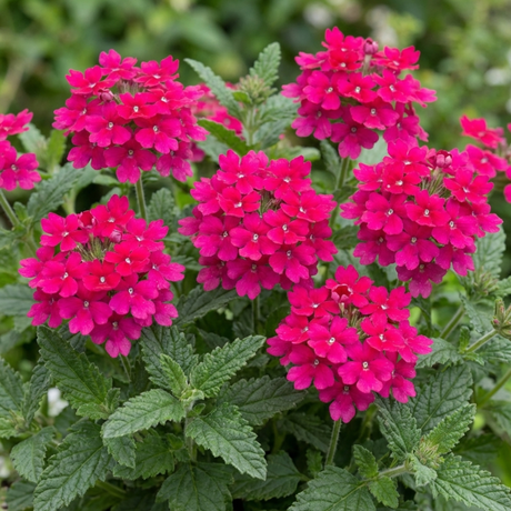 Set of 3 or 6 Verbena Trailing Magelana Hot Rose Plants, Summer Bedding Garden Ready, 10.5cm Root-Ball - Frankton's
