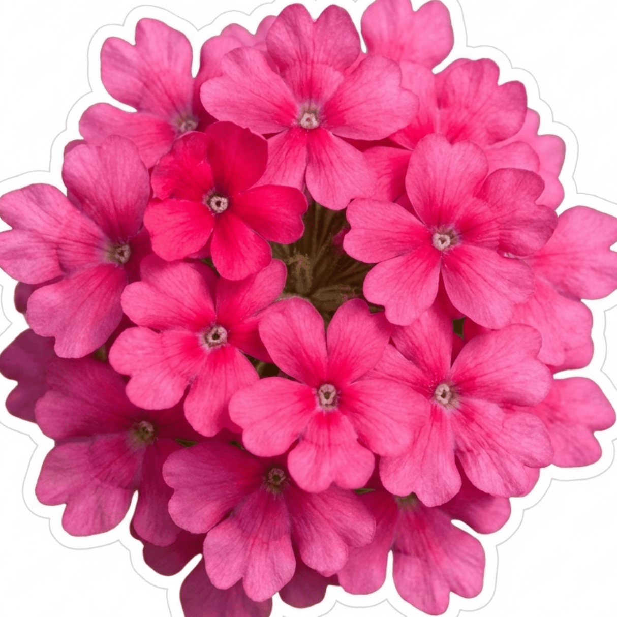 Set of 3 or 6 Verbena Trailing Magelana Hot Rose Plants, Summer Bedding Garden Ready, 10.5cm Root-Ball - Frankton's