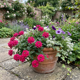Set of 3 or 6 Verbena Trailing Magelana Hot Rose Plants, Summer Bedding Garden Ready, 10.5cm Root-Ball - Frankton's