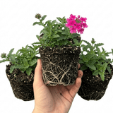 Set of 3 or 6 Verbena Trailing Magelana Hot Rose Plants, Summer Bedding Garden Ready, 10.5cm Root-Ball - Frankton's