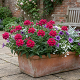 Set of 3 or 6 Verbena Trailing Magelana Hot Rose Plants, Summer Bedding Garden Ready, 10.5cm Root-Ball - Frankton's