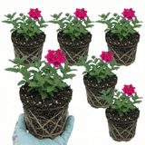 Set of 3 or 6 Verbena Trailing Magelana Hot Rose Plants, Summer Bedding Garden Ready, 10.5cm Root-Ball - Frankton's