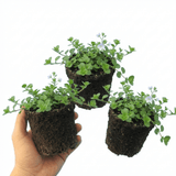 Set of 3 or 6 Veronica Repens Creeping Speedwell Plants, Hardy Flowering Perennial Ground Cover, Outdoor Garden Ready, 1 Litre / 11cm Root-Ball - Frankton's