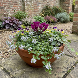 Set of 3 or 6 Veronica Repens Creeping Speedwell Plants, Hardy Flowering Perennial Ground Cover, Outdoor Garden Ready, 1 Litre / 11cm Root-Ball - Frankton's