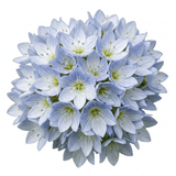 Set of 3 or 6 Veronica Repens Creeping Speedwell Plants, Hardy Flowering Perennial Ground Cover, Outdoor Garden Ready, 1 Litre / 11cm Root-Ball - Frankton's