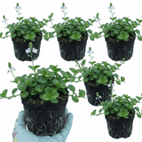 Set of 3 or 6 Veronica Repens Creeping Speedwell Plants, Hardy Flowering Perennial Ground Cover, Outdoor Garden Ready, 1 Litre / 11cm Root-Ball - Frankton's