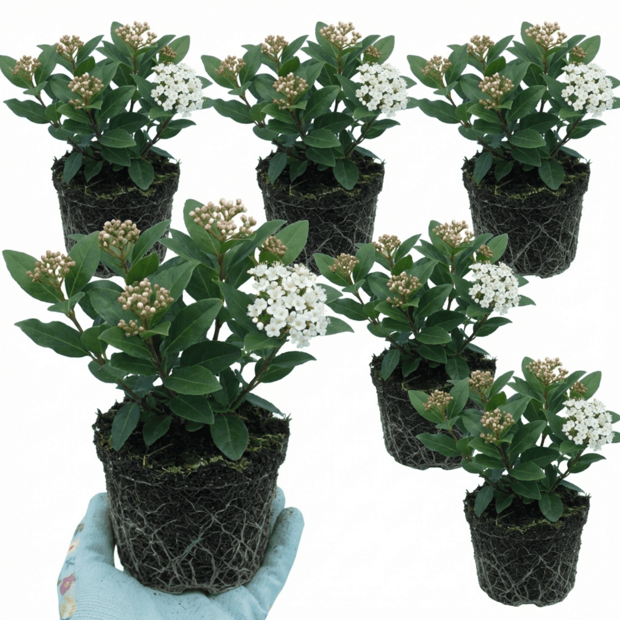 Set of 3 or 6 Viburnum Tinus Evergreen Privacy Hedge Plants, Hardy Winter Flowering Garden Shrub, Outdoor Garden Ready, 1 Litre Root-Ball - Frankton's
