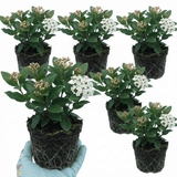Set of 3 or 6 Viburnum Tinus Evergreen Privacy Hedge Plants, Hardy Winter Flowering Garden Shrub, Outdoor Garden Ready, 1 Litre Root-Ball - Frankton's