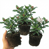 Set of 3 or 6 Viburnum Tinus Evergreen Privacy Hedge Plants, Hardy Winter Flowering Garden Shrub, Outdoor Garden Ready, 1 Litre Root-Ball - Frankton's