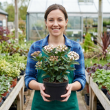 Set of 3 or 6 Viburnum Tinus Evergreen Privacy Hedge Plants, Hardy Winter Flowering Garden Shrub, Outdoor Garden Ready, 1 Litre Root-Ball - Frankton's
