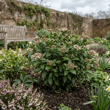Set of 3 or 6 Viburnum Tinus Evergreen Privacy Hedge Plants, Hardy Winter Flowering Garden Shrub, Outdoor Garden Ready, 1 Litre Root-Ball - Frankton's