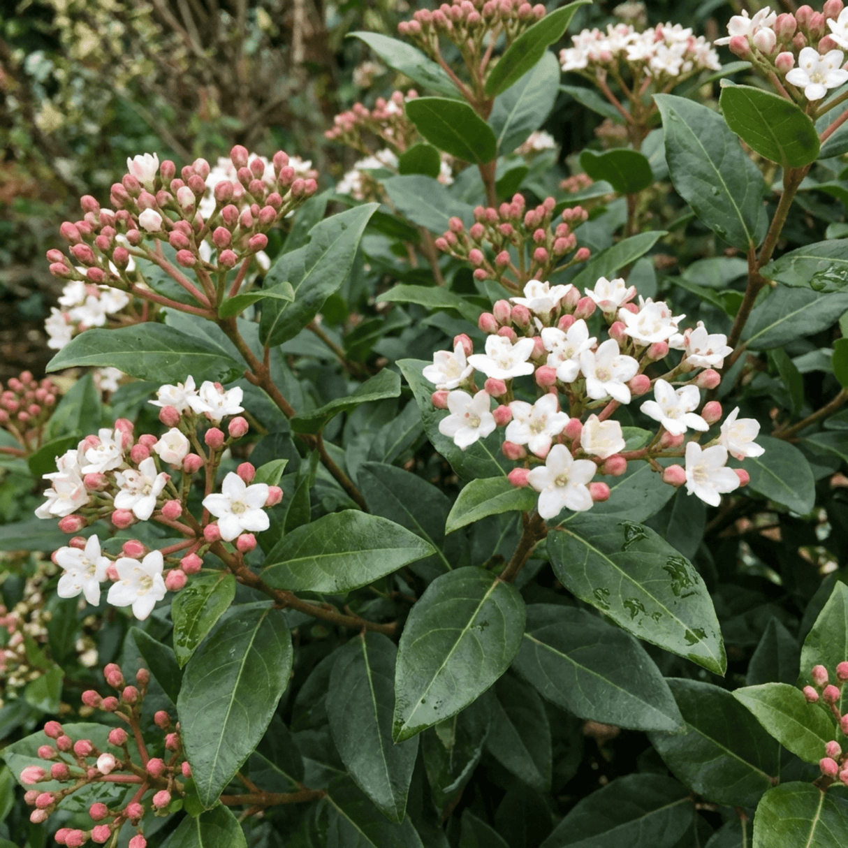 Set of 3 or 6 Viburnum Tinus Evergreen Privacy Hedge Plants, Hardy Winter Flowering Garden Shrub, Outdoor Garden Ready, 1 Litre Root-Ball - Frankton's