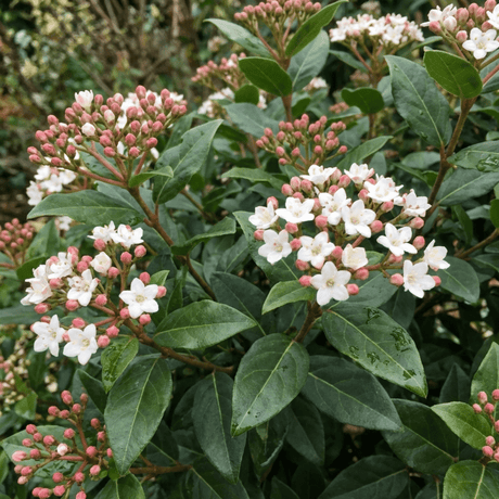 Set of 3 or 6 Viburnum Tinus Evergreen Privacy Hedge Plants, Hardy Winter Flowering Garden Shrub, Outdoor Garden Ready, 1 Litre Root-Ball - Frankton's
