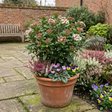 Set of 3 or 6 Viburnum Tinus Evergreen Privacy Hedge Plants, Hardy Winter Flowering Garden Shrub, Outdoor Garden Ready, 1 Litre Root-Ball - Frankton's