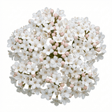 Set of 3 or 6 Viburnum Tinus Evergreen Privacy Hedge Plants, Hardy Winter Flowering Garden Shrub, Outdoor Garden Ready, 1 Litre Root-Ball - Frankton's