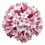 Set of 3 or 6 Viburnum Tinus Gwenllian Hardy Evergreen Flowering Shrub Plants, Winter Flowering Hedge, Outdoor Garden Ready, 11cm Root-Ball - Frankton's