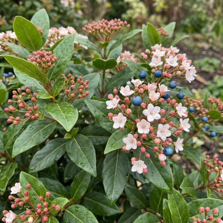 Set of 3 or 6 Viburnum Tinus Gwenllian Hardy Evergreen Flowering Shrub Plants, Winter Flowering Hedge, Outdoor Garden Ready, 11cm Root-Ball - Frankton's