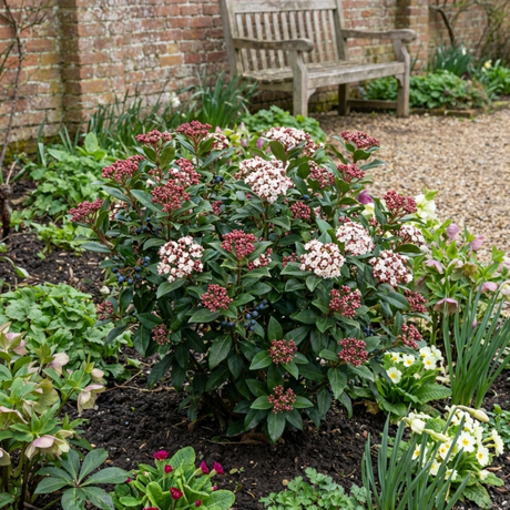 Set of 3 or 6 Viburnum Tinus Gwenllian Hardy Evergreen Flowering Shrub Plants, Winter Flowering Hedge, Outdoor Garden Ready, 11cm Root-Ball - Frankton's