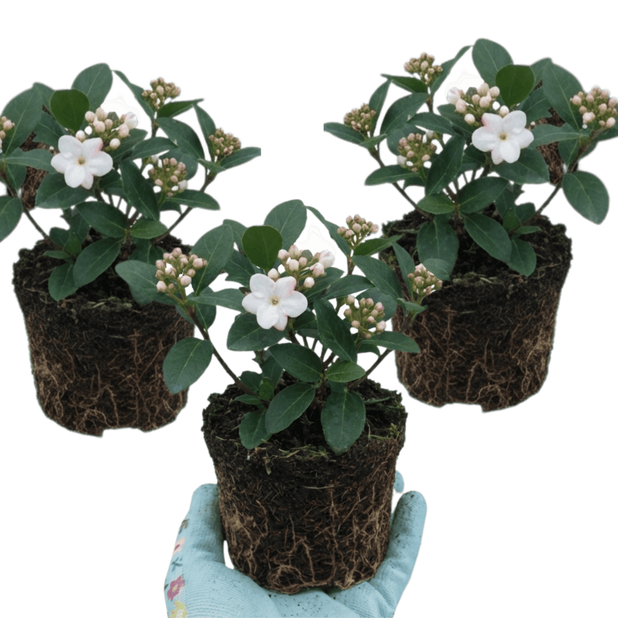 Set of 3 or 6 Viburnum Tinus Gwenllian Hardy Evergreen Flowering Shrub Plants, Winter Flowering Hedge, Outdoor Garden Ready, 11cm Root-Ball - Frankton's