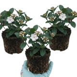 Set of 3 or 6 Viburnum Tinus Gwenllian Hardy Evergreen Flowering Shrub Plants, Winter Flowering Hedge, Outdoor Garden Ready, 11cm Root-Ball - Frankton's