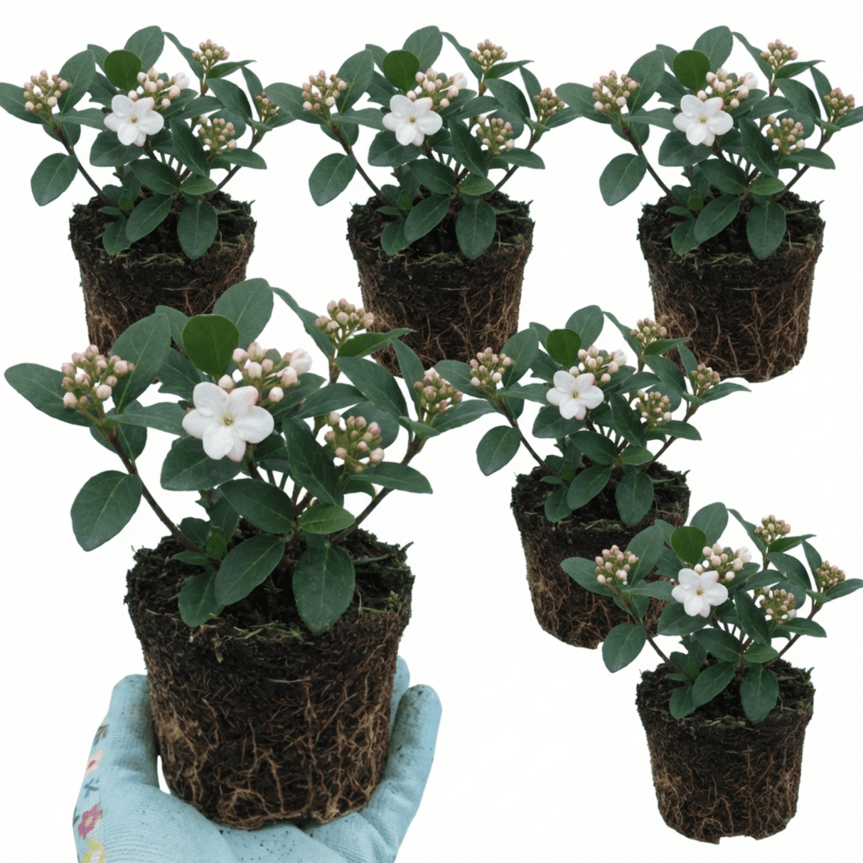 Set of 3 or 6 Viburnum Tinus Gwenllian Hardy Evergreen Flowering Shrub Plants, Winter Flowering Hedge, Outdoor Garden Ready, 11cm Root-Ball - Frankton's