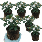 Set of 3 or 6 Viburnum Tinus Gwenllian Hardy Evergreen Flowering Shrub Plants, Winter Flowering Hedge, Outdoor Garden Ready, 11cm Root-Ball - Frankton's