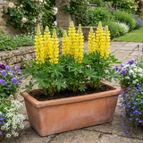 Set of 3 or 6 Yellow Lupin Perennial Plants, Hardy Cottage Garden Ready, Summer Flowering, 1 Litre Root Ball - Frankton's