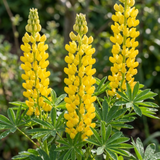 Set of 3 or 6 Yellow Lupin Perennial Plants, Hardy Cottage Garden Ready, Summer Flowering, 1 Litre Root Ball - Frankton's