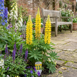 Set of 3 or 6 Yellow Lupin Perennial Plants, Hardy Cottage Garden Ready, Summer Flowering, 1 Litre Root Ball - Frankton's