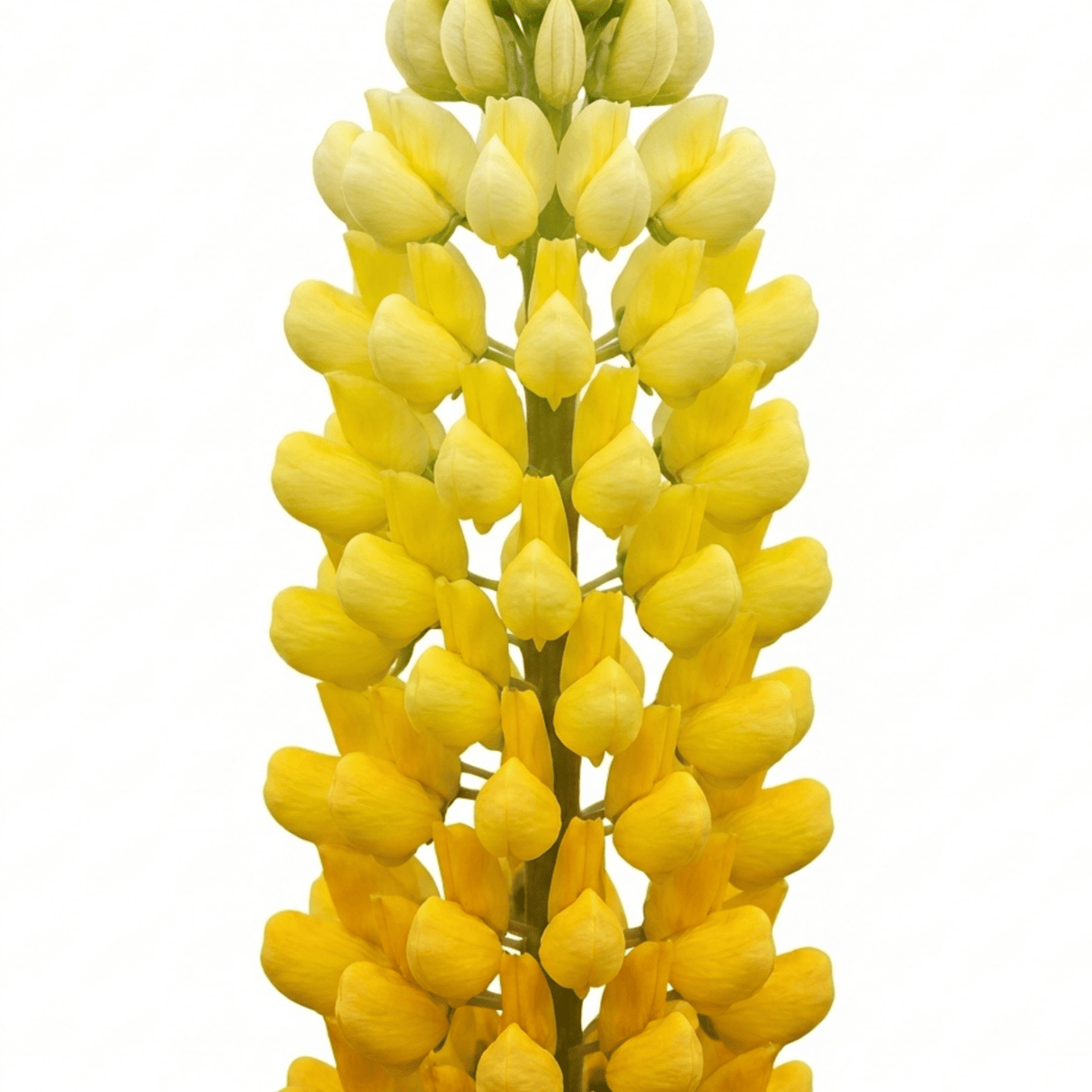 Set of 3 or 6 Yellow Lupin Perennial Plants, Hardy Cottage Garden Ready, Summer Flowering, 1 Litre Root Ball - Frankton's