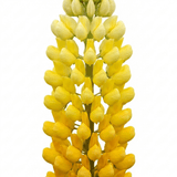 Set of 3 or 6 Yellow Lupin Perennial Plants, Hardy Cottage Garden Ready, Summer Flowering, 1 Litre Root Ball - Frankton's