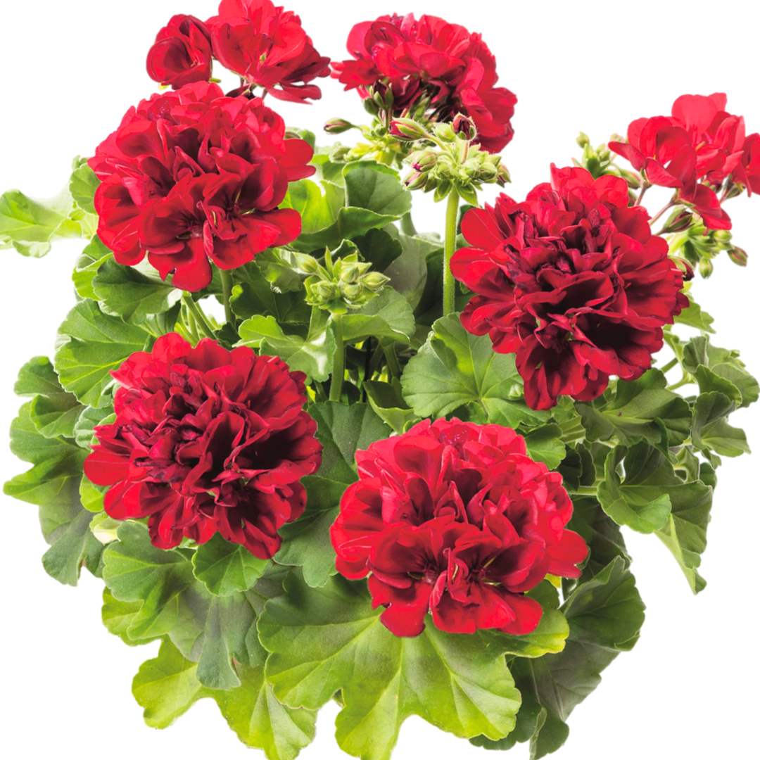 Set of 6 Large Plants-Geranium Calliope Dark Red, Ready To Plant In Your Garden - Frankton's