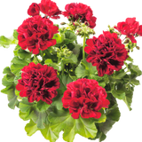 Set of 6 Large Plants-Geranium Calliope Dark Red, Ready To Plant In Your Garden - Frankton's