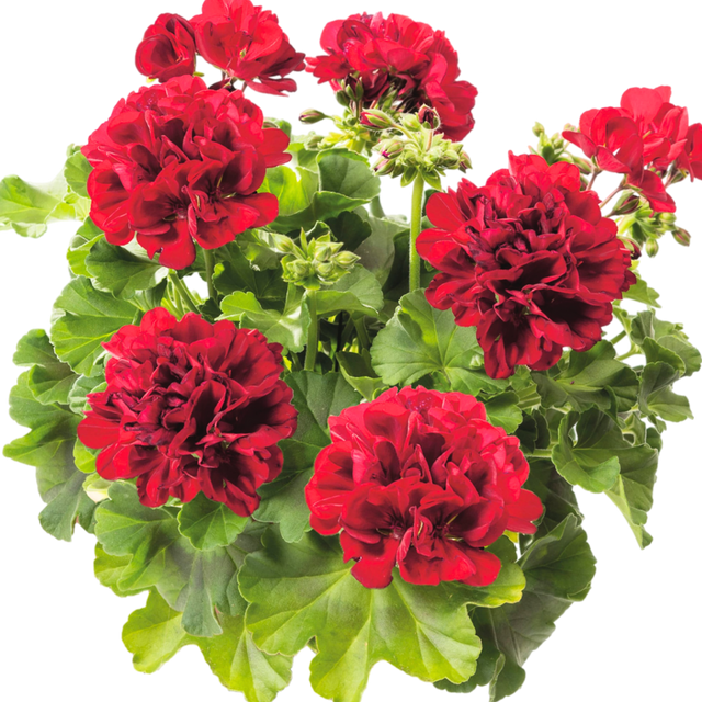 Set of 6 Large Plants-Geranium Calliope Dark Red, Ready To Plant In Your Garden - Frankton's